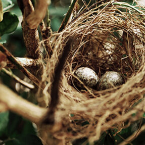 WHO is managing your nest egg?